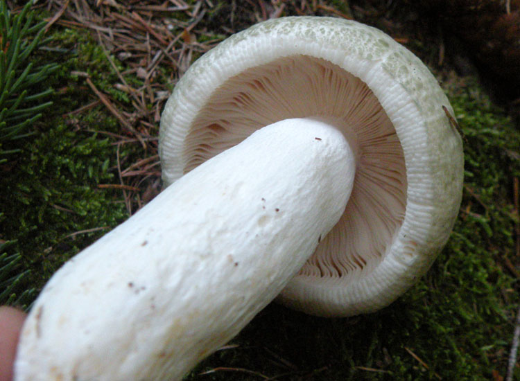 Dal Trentino: Tricholoma pardinum ?